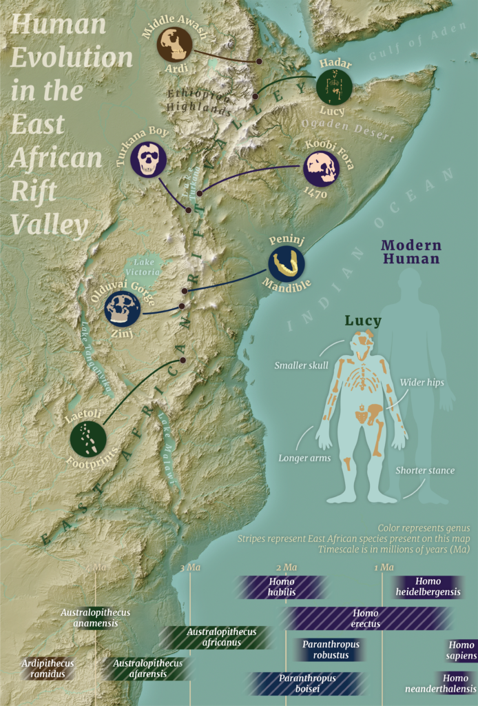 Human Evolution in the East African Rift Valley map and infographic