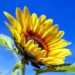 Picture of a sunflower against a blue sky