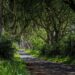 photo of a trail in a forest